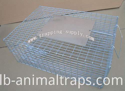Galvanized sparrow Cage Trap